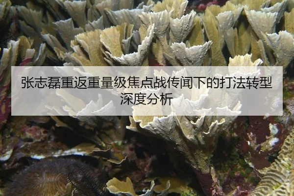 张志磊重返重量级焦点战传闻下的打法转型深度分析